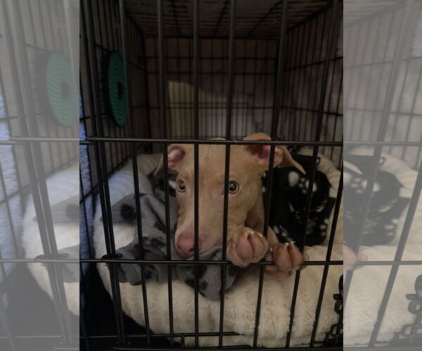 Medium Photo #33 Mutt Puppy For Sale in Philadelphia, PA, USA