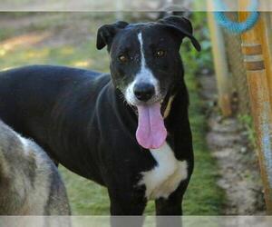 LAYLA - Female Bulldog-Siberian Husky Mix Dog for Adoption - Photo #2