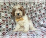 Small #1 Cavapoo