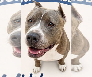 Hikaru - Male Mutt Dog for Adoption - Photo #4