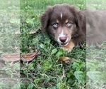 Small Photo #20 Australian Shepherd Puppy For Sale in MORROW, OH, USA