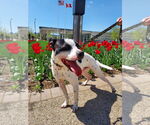 Small #27 Rat Terrier Mix