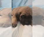 Small Photo #24 Mastiff Puppy For Sale in FULTON, NY, USA