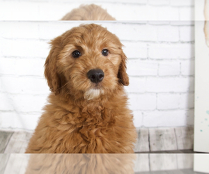 Goldendoodle (Miniature) Puppy for sale in RED LION, PA, USA