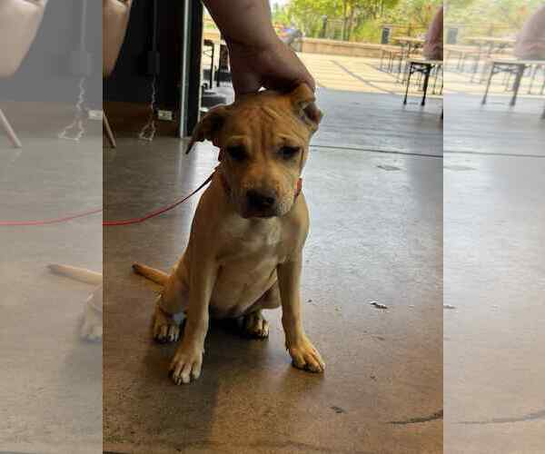 Medium Photo #3 Mutt Puppy For Sale in Holly Springs, NC, USA