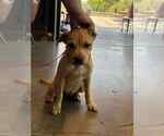 Small #2 Mutt