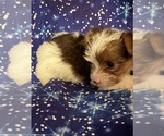 Small #10 Yorkshire Terrier