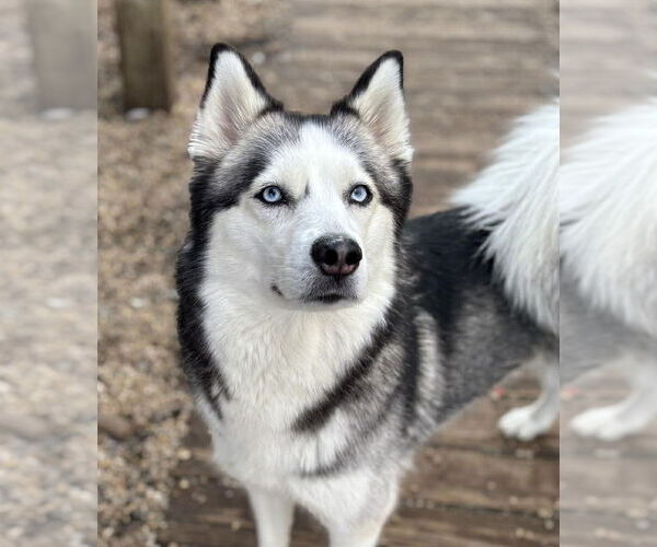 Medium Photo #1 Siberian Husky Puppy For Sale in Matawan, NJ, USA