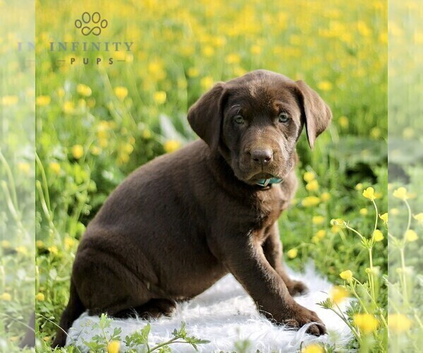 Medium Photo #3 Labrador Retriever Puppy For Sale in COATESVILLE, PA, USA