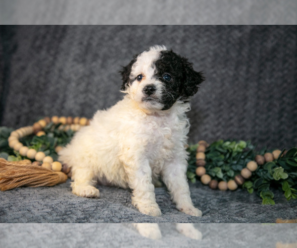 Medium Photo #3 Bernedoodle (Miniature) Puppy For Sale in NAPPANEE, IN, USA