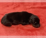 Small Photo #1 Doberman Pinscher Puppy For Sale in TYLER, TX, USA