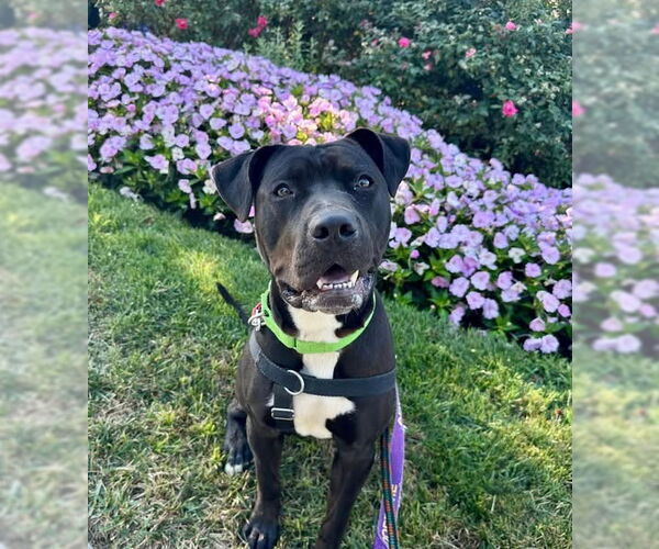 Medium Photo #8 American Staffordshire Terrier-Labrador Retriever Mix Puppy For Sale in Sayreville, NJ, NJ, USA