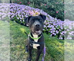 Small #7 American Staffordshire Terrier-Labrador Retriever Mix