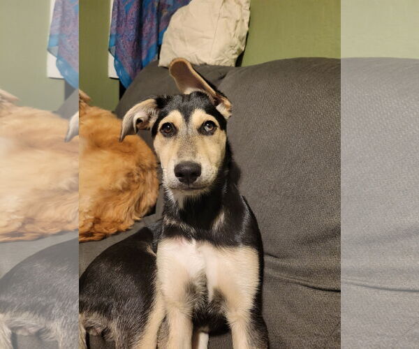 Medium Photo #2 Labrador Retriever-Siberian Husky Mix Puppy For Sale in MIDWAY, UT, USA