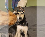 Small #1 Labrador Retriever-Siberian Husky Mix