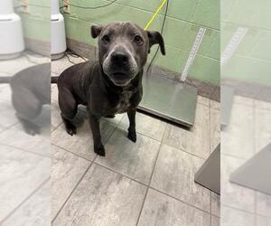 American Staffordshire Terrier-Unknown Mix Dogs for adoption in Grand Prairie, TX, USA