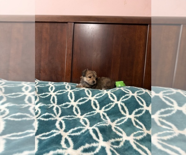 Medium Photo #1 Yorkshire Terrier Puppy For Sale in BENSON, NC, USA
