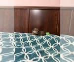 Small Yorkshire Terrier