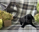 Small #1 Puggle
