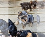 Small #3 Yorkshire Terrier