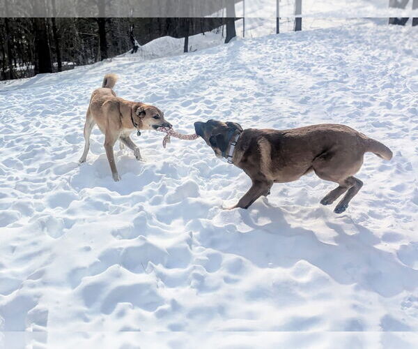 Medium Photo #6 German Shepherd Dog-Unknown Mix Puppy For Sale in Sebec, ME, USA