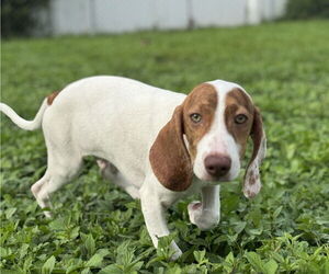 Beagle-Unknown Mix Dogs for adoption in Tampa, FL, USA