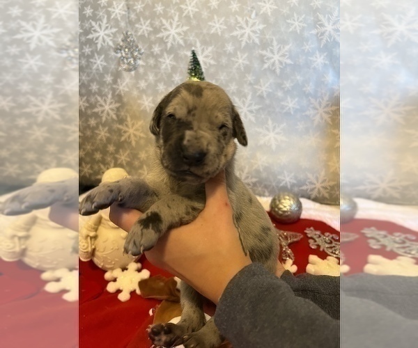 Medium Photo #3 Great Dane Puppy For Sale in AMELIA, VA, USA
