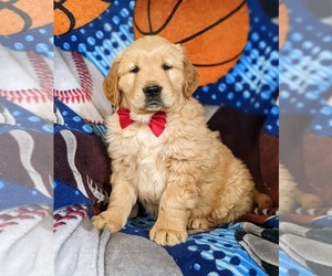 Golden Retriever Puppy for sale in OXFORD, PA, USA