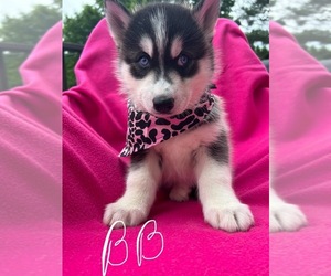 Medium Siberian Husky
