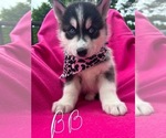Puppy Puppy 4 Siberian Husky