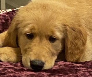 Golden Retriever Puppy for sale in HOLLY SPRINGS, NC, USA