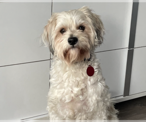 Colonial Cocker Spaniel-Unknown Mix Dogs for adoption in Brooklyn, NY, USA