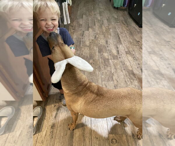 Medium Photo #2 American Pit Bull Terrier-Unknown Mix Puppy For Sale in Brewster, NY, USA