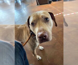 Labrador Retriever-Unknown Mix Dogs for adoption in Louisville, KY, USA