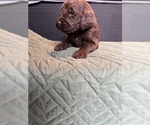Puppy Brown Saint Berdoodle