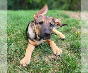 Ryker - Female German Shepherd Dog-Unknown Mix Dog for Adoption - Photo #4