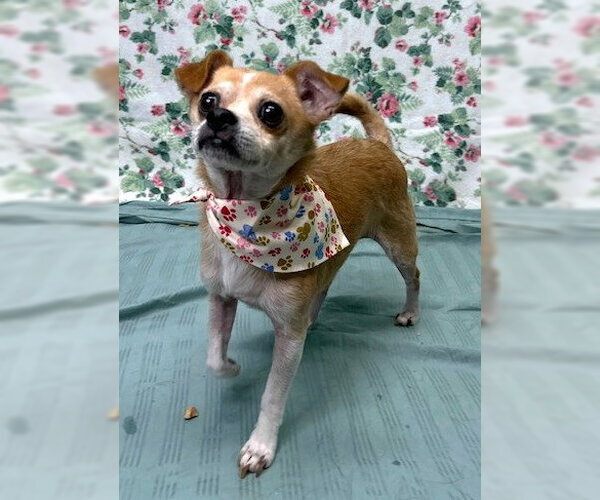 Medium Photo #4 Chihuahua-Unknown Mix Puppy For Sale in Wetumpka, AL, USA