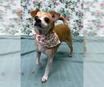 Small #3 Chihuahua Mix