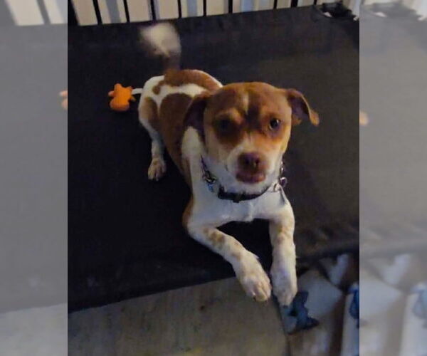 Medium Photo #1 Chiweenie Puppy For Sale in Foristell, MO, USA