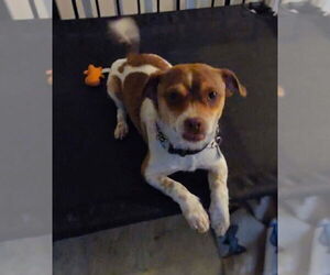 Chiweenie Dogs for adoption in Foristell, MO, USA