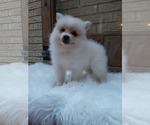 Small Photo #17 Pomeranian Puppy For Sale in CARTHAGE, TX, USA