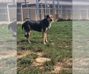 Mutt Dogs for adoption in Holly Springs, NC, USA