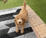 Small Photo #3 Goldendoodle Puppy For Sale in GIBSONTON, FL, USA