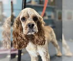Small #1 Cocker Spaniel Mix