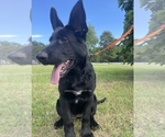 Small #3 German Shepherd Dog