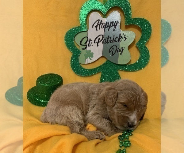 Medium Photo #5 English Cream Golden Retriever-Poodle (Standard) Mix Puppy For Sale in DEARBORN, MO, USA