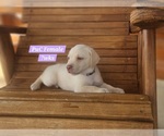 Small Photo #102 Labrador Retriever Puppy For Sale in EDGEWOOD, TX, USA