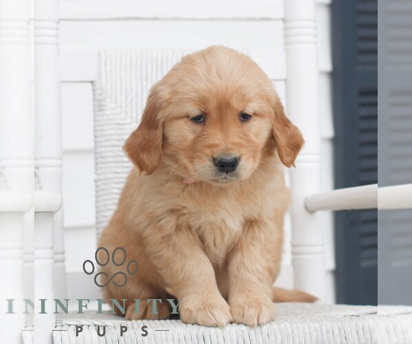 Medium Photo #3 Golden Retriever Puppy For Sale in COATESVILLE, PA, USA