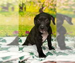 Small #1 American Pit Bull Terrier Mix