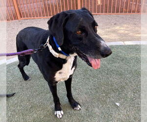 German Shepherd Dog-Unknown Mix Dogs for adoption in Las Vegas, NV, USA